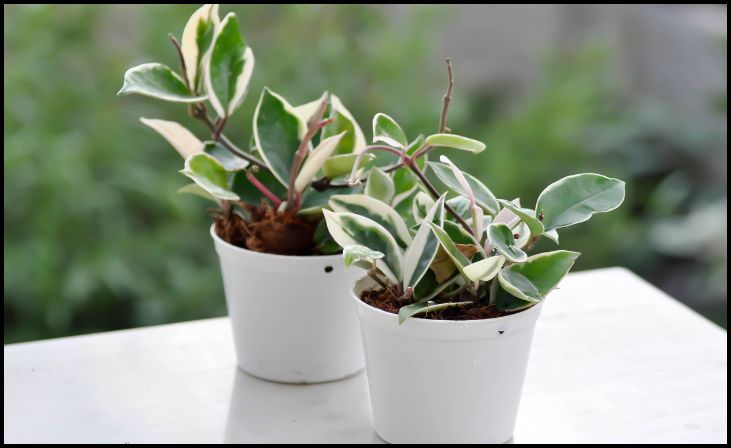 Hoya carnosa 'Compacta' (Hindu Rope Plant)