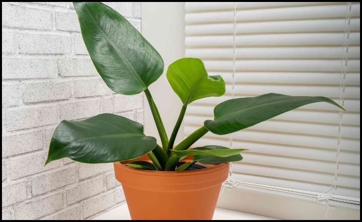 Imperial Green Philodendron