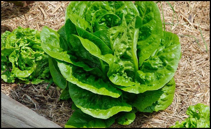 Lettuce (Lactuca sativa)