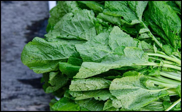 Mustard Greens (Brassica juncea)