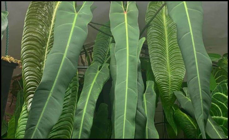 Philodendron Spiritus Sancti