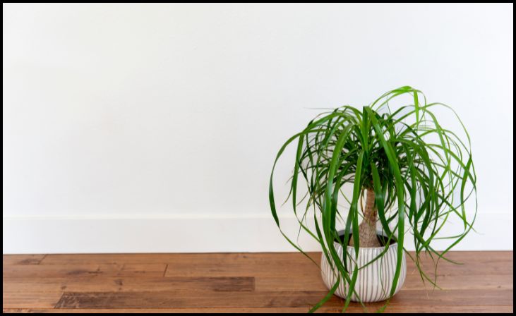 Ponytail Palm