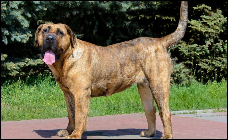 Presa Canario