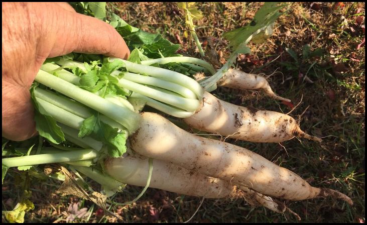 Radishes (Raphanus sativus)