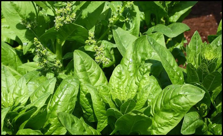 Spinach (Spinacia oleracea)