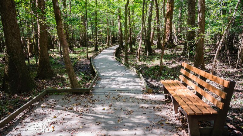 The Best Time to Visit Congaree National Park