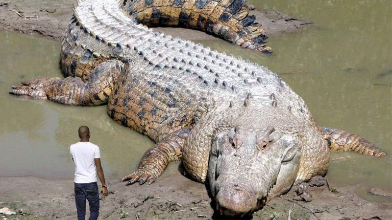 These Are The Largest Reptiles Still Living in the U.S.