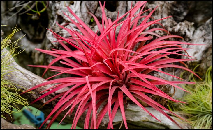 Tillandsia