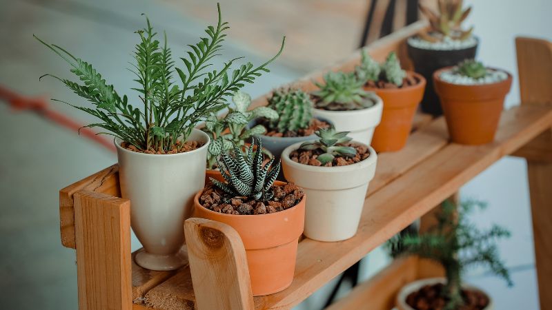 Top 7 Ten Plant Care Tips for Houseplants & Indoor Plants