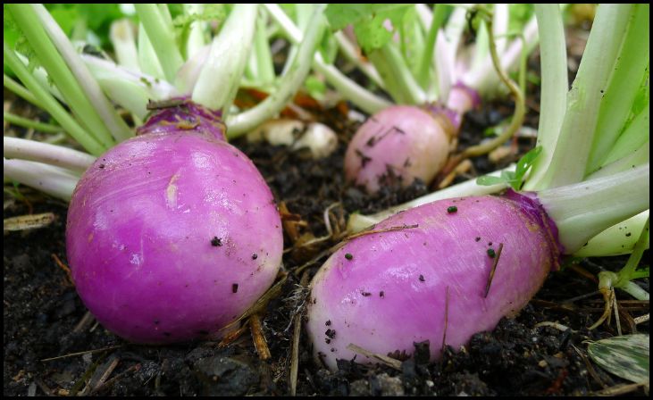 Turnips (Brassica rapa subsp. rapa)