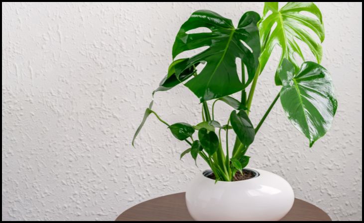 Variegated Monstera Deliciosa