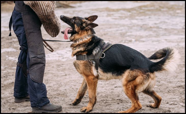 Versatile Working Dog