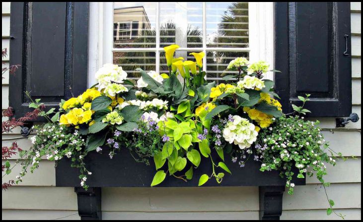 Window Boxes