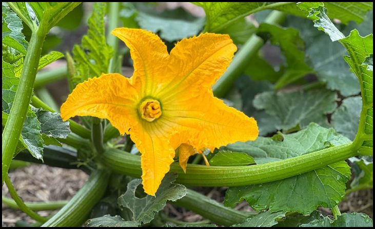 Zucchini (Cucurbita pepo)